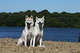 SIBERIAN HUSKY 530